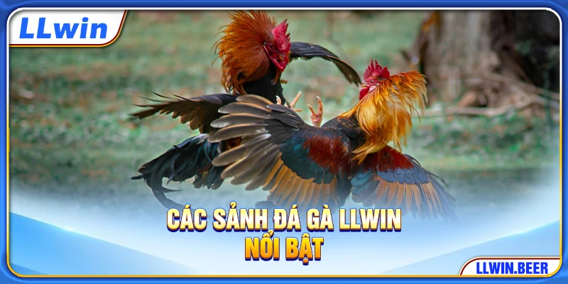 Các sảnh đá gà LLWIN nổi bật