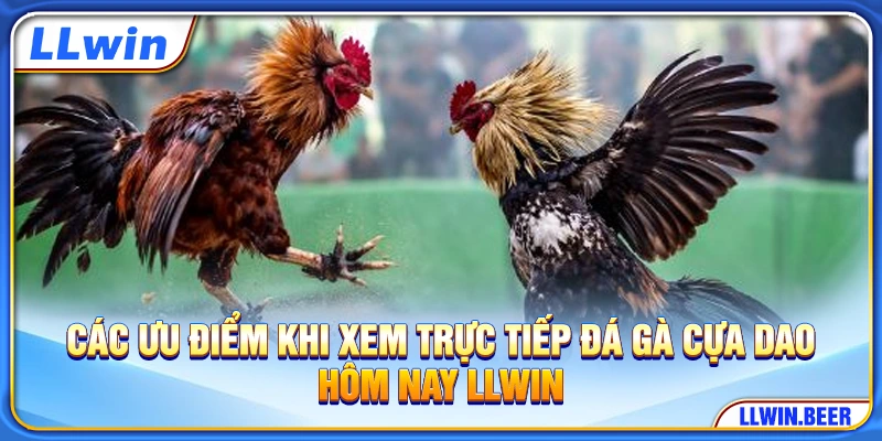 Các ưu điểm khi xem trực tiếp đá gà cựa dao hôm nay LLWIN Các ưu điểm khi xem trực tiếp đá gà cựa dao hôm nay LLWIN