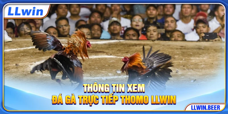 Thông tin xem đá gà trực tiếp Thomo LLWIN Thông tin xem đá gà trực tiếp Thomo LLWIN