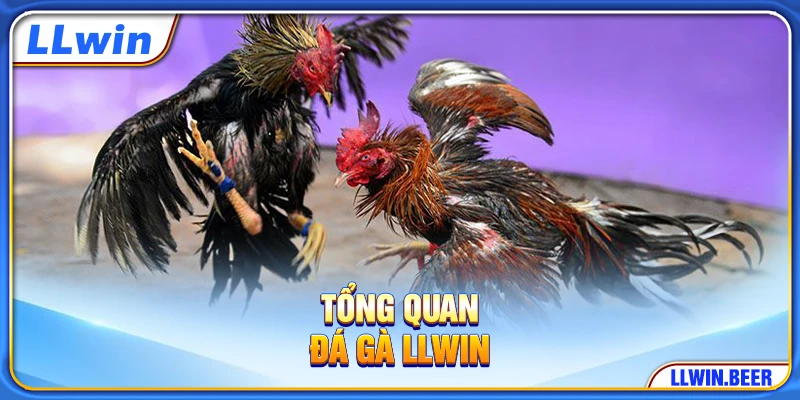Tổng quan đá gà LLWIN