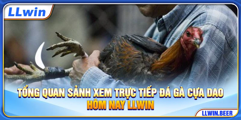 Tổng quan sảnh xem trực tiếp đá gà cựa dao hôm nay LLWIN Tổng quan sảnh xem trực tiếp đá gà cựa dao hôm nay LLWIN