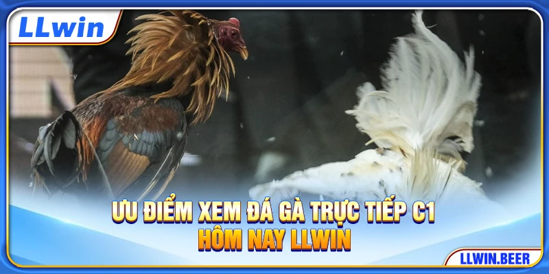 Ưu điểm xem đá gà trực tiếp C1 hôm nay LLWIN