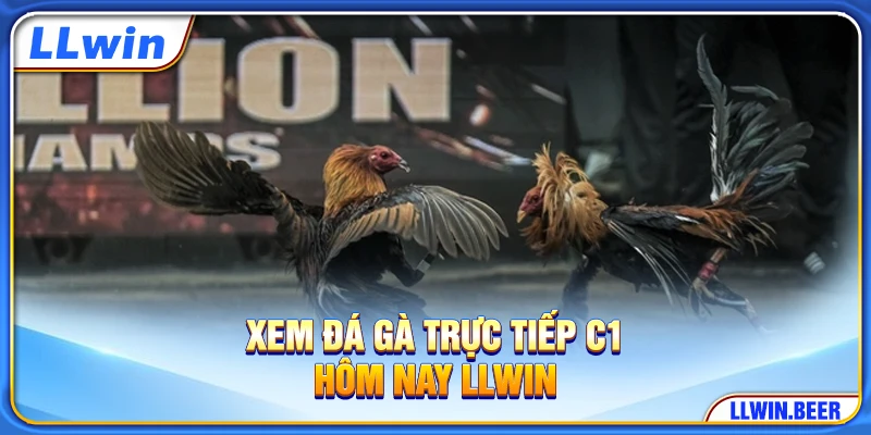 Xem đá gà trực tiếp C1 hôm nay LLWIN